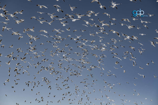 Flock