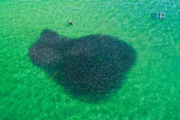 Seal V Salmon