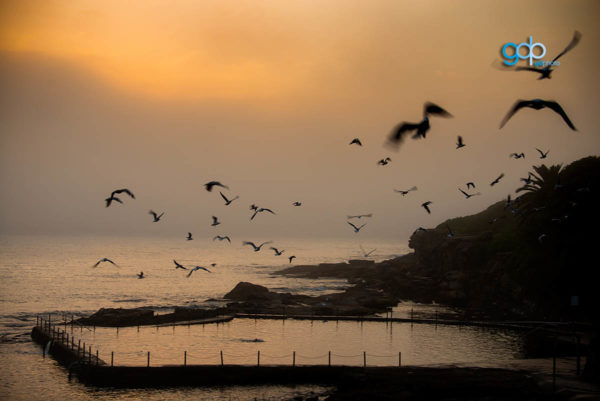 Gulls