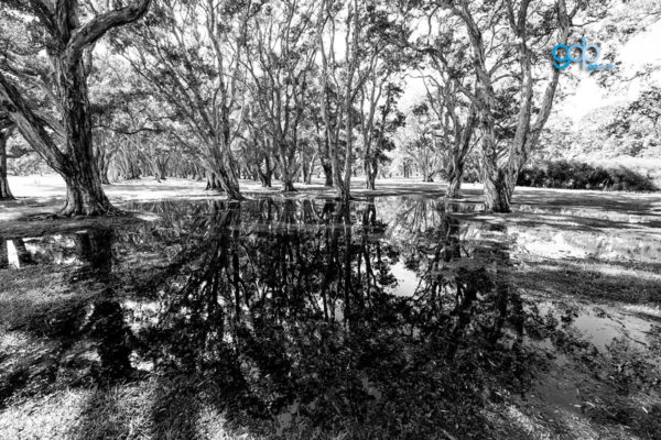 Centennial Tea Trees