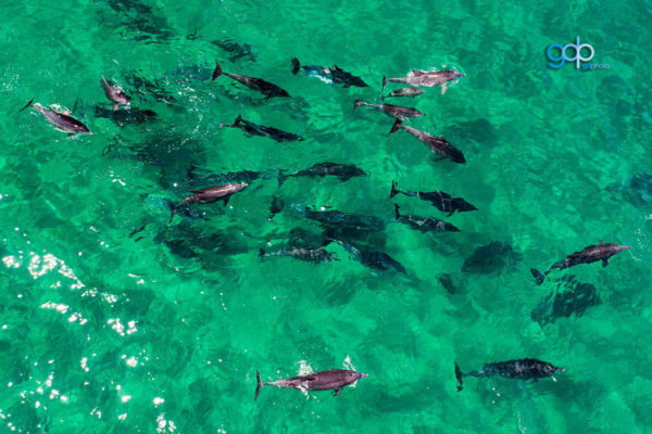 Dolphins SM