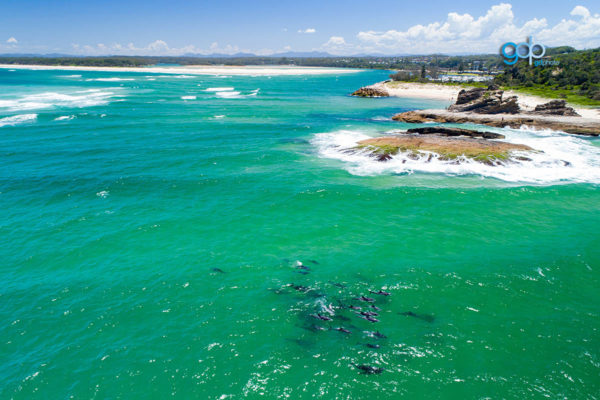 Nambucca Dolphins