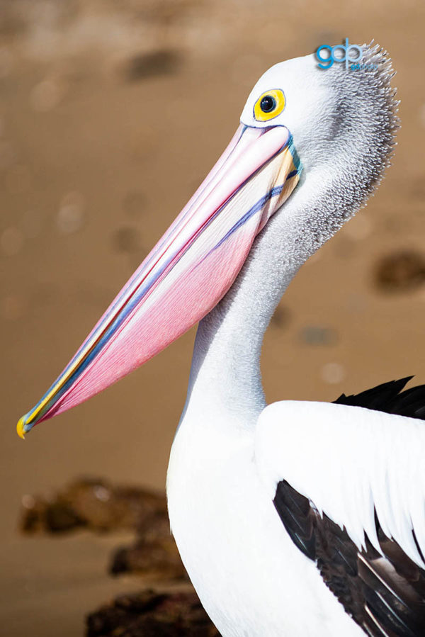 Pelican