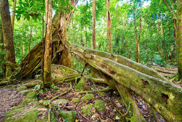 Mossman Gorge