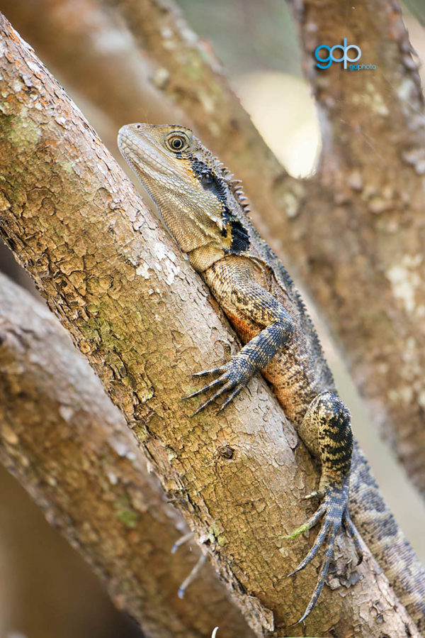 Lizzard