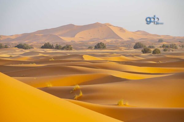 Sahara Sands