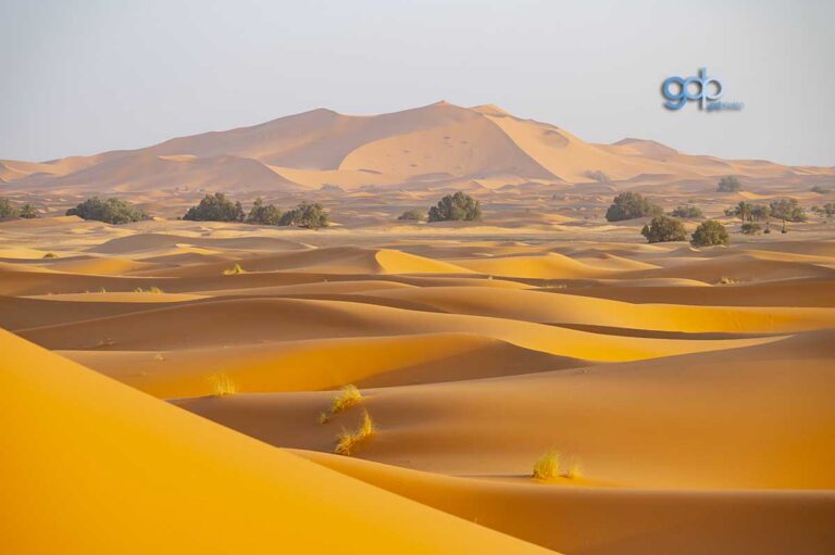 Sahara Sands
