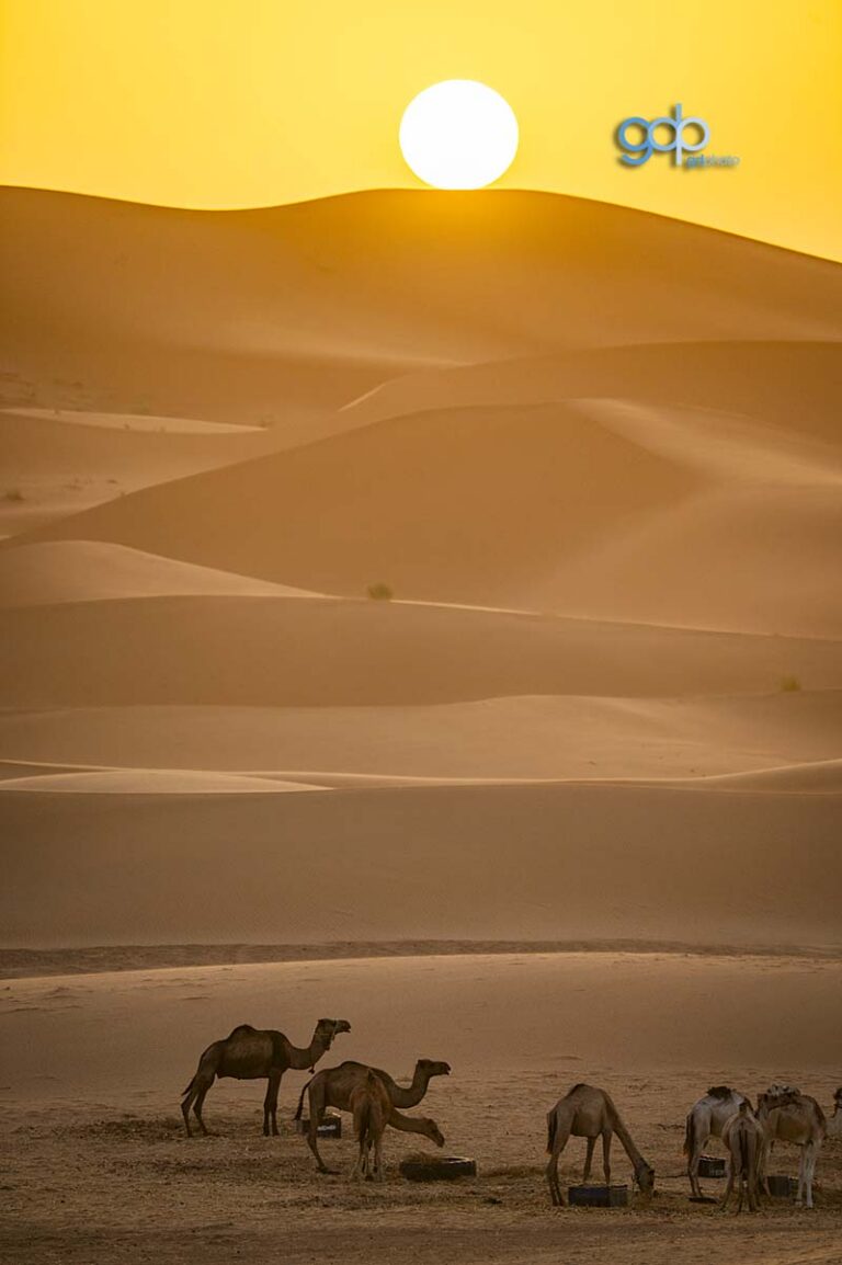 Desert Ball