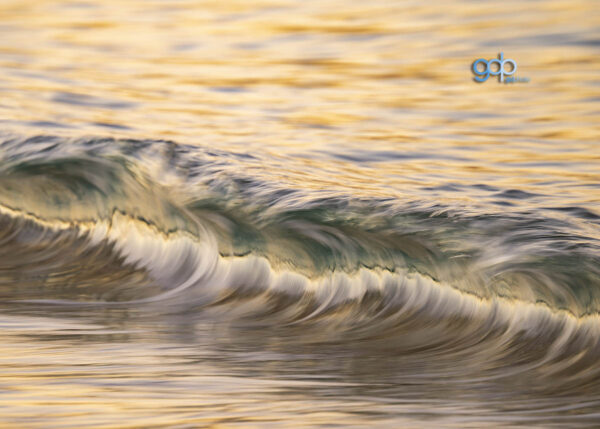 Golden Curl