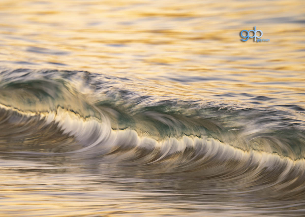CAM_1737 Golden Curl